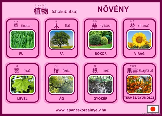 Növény
