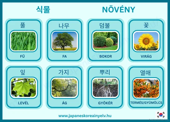 Növény